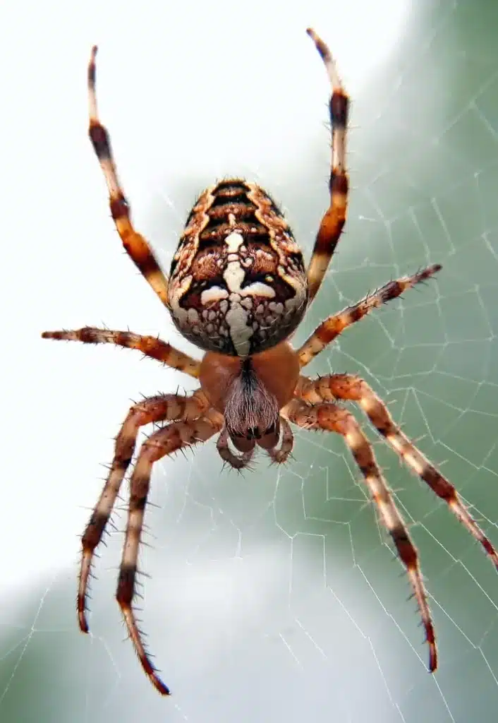 Désinsectisation - Araignée