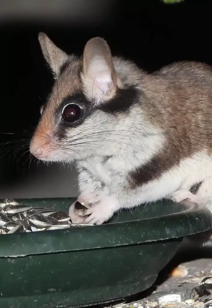 Dératisation - Loirs/Lérots