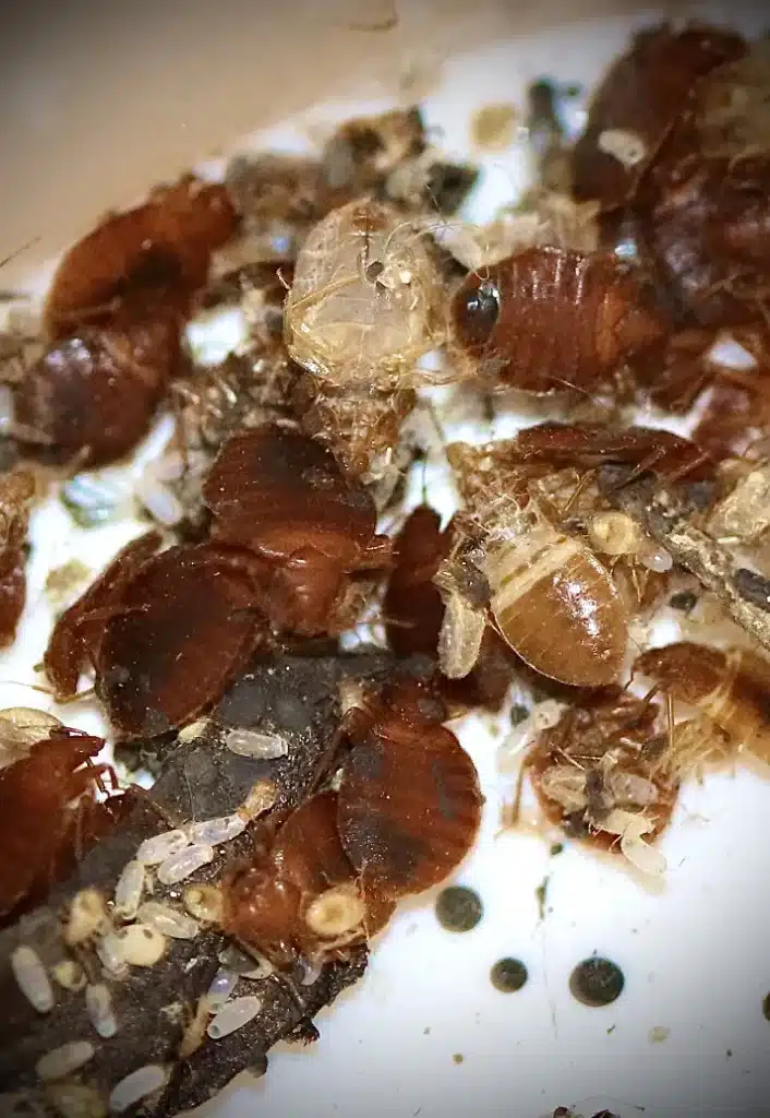 Désinsectisation - Punaises de lit