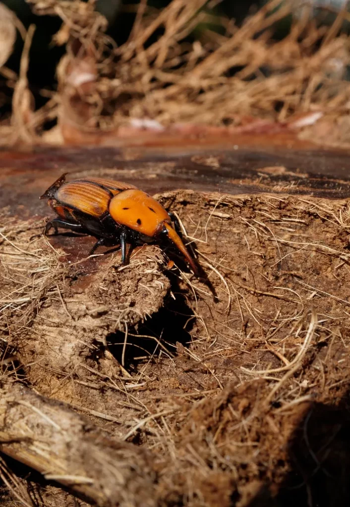 Désinsectisation - Charançon