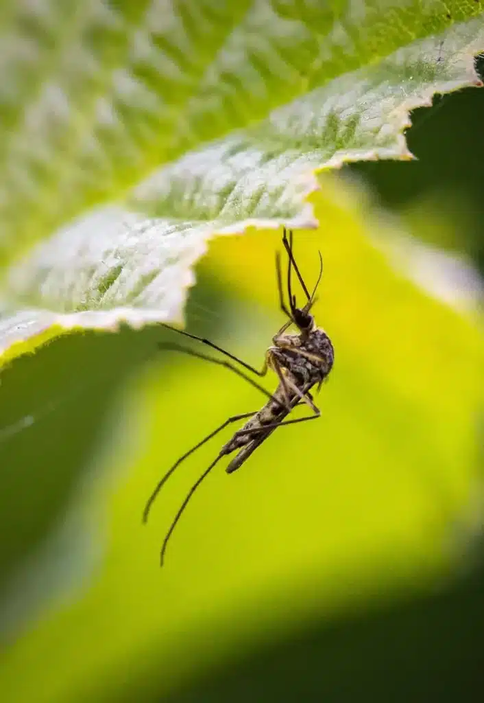Désinsectisation - Moustique