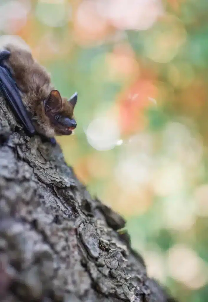 Dératisation - Chauve-souris