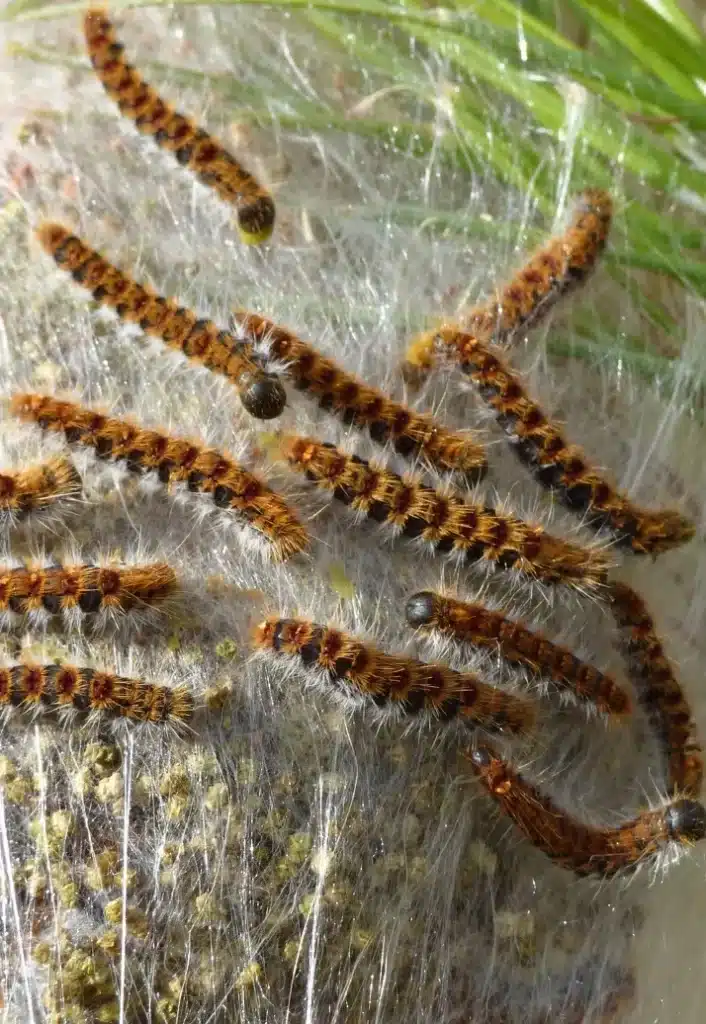 Désinsectisation - Chenilles processionnaires